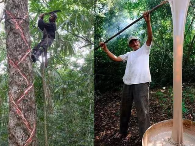 Del árbol al paladar: el viaje del chicle natural campechano