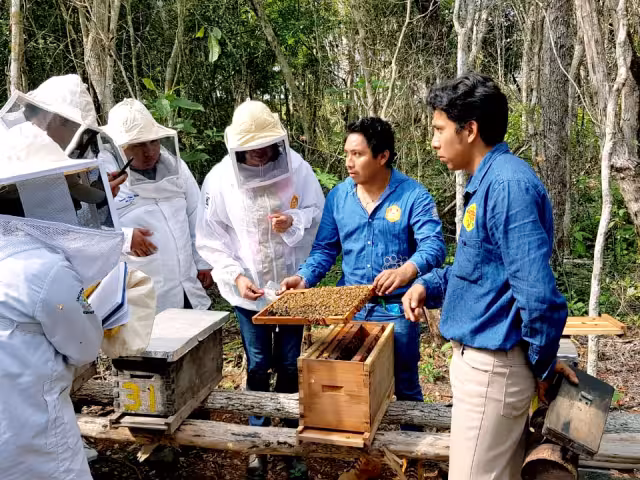 Las condiciones climáticas recientes han detenido la actividad apícola en las comunidades rurales de Yucatán