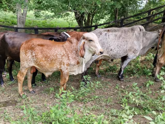El gusano barrenador transmite una enfermedad que afecta principalmente al ganado bovino
