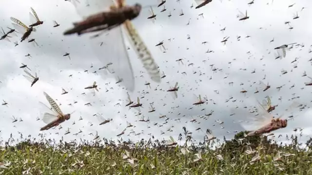 Se detectaron tres mangas de langosta