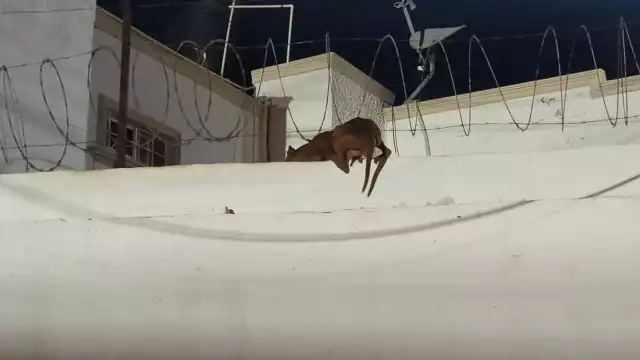 Vecinos alertan maltrato tras rescatar perros en alambres de púas