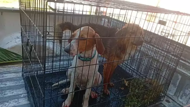 Rescate en Campeche: dos perros cayeron a un pozo, solo uno fue reclamado