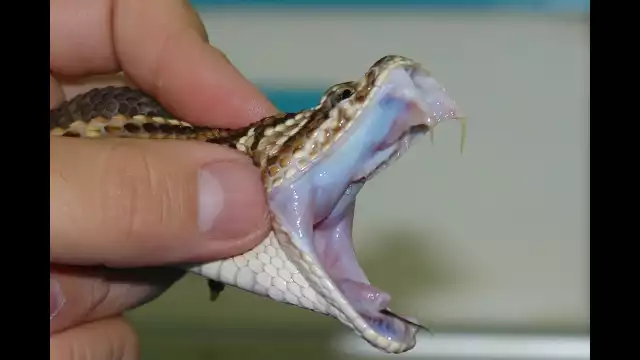 La coralillo o la cascabel están entre las 56 especies más venenosas y con un alto grado de letalidad.