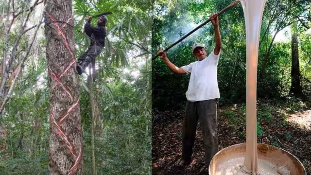 Del árbol al paladar: el viaje del chicle natural campechano