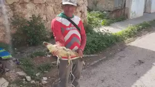 En Dzibalchén capturaron un pequeño lagarto que salió de un predio baldío.