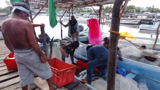 Pescadores de Campeche recibirán 4 mil pesos por baja captura