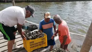 Detienen en Ciudad del Carmen a saqueadores de ostión    