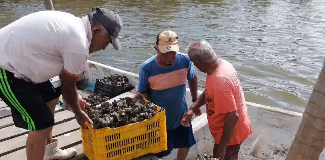 Los únicos autorizados legalmente para explotar este banco de moluscos son los socios de la Cooperativa “Los Tamarindos”