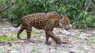   Población de jaguares en México crece 10%, pero amenazas persisten   