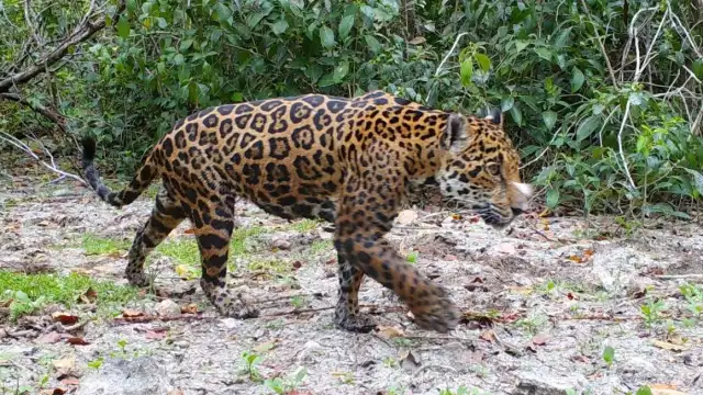 Para que el jaguar deje de ser considerado una especie en peligro de extinción, se requerirían entre 8 mil y 10 mil jaguares en libertad