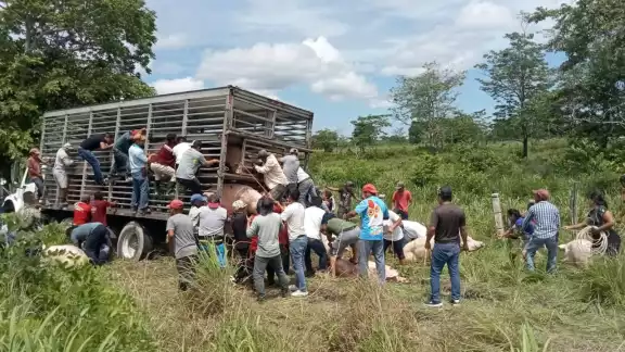 Multitud saquea camión con cerdos vivos tras salida de carretera en Campeche Multitud saquea camión con cerdos vivos tras salida de carretera en Campeche