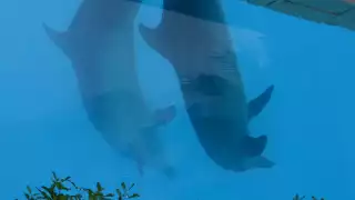 Delfinarios tienen las “horas  contadas”; alertan ecologistas tras confirmación de inspecciones de Profepa     