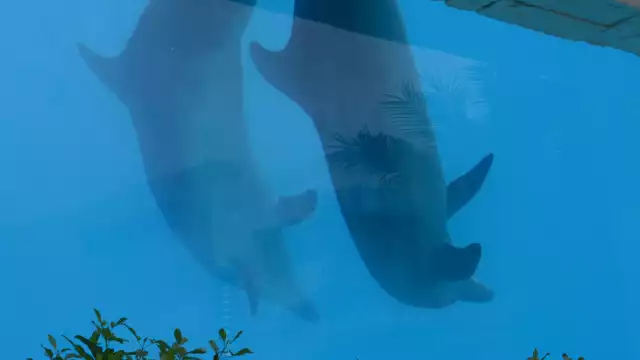 Organizaciones confían en que pronto cierren sus puertas los espectáculos con mamíferos