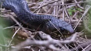 Las serpientes son depredadores que ayudan a regular la población de animales que pueden considerarse plagas