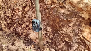 Autoridades localizaron una cámara trampa cerca del puente del Tren Maya, en Calkiní.