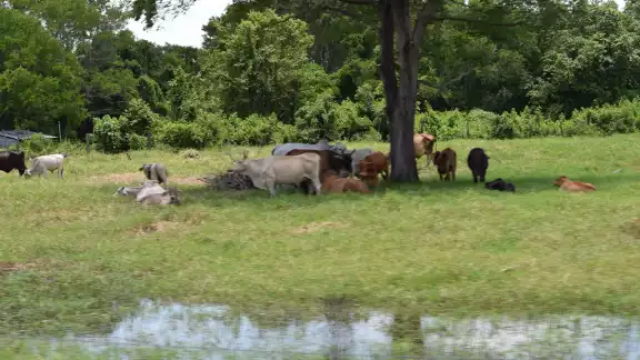 Los animales son trasladados a otros terrenos debido a la escasez por falta de lluvia Los animales son trasladados a otros terrenos debido a la escasez por falta de lluvia