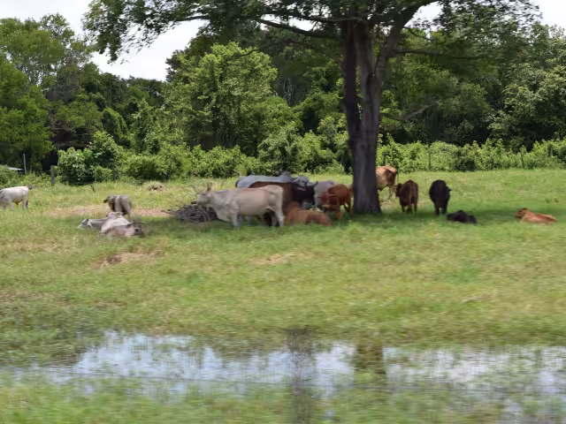 Los animales son trasladados a otros terrenos debido a la escasez por falta de lluvia