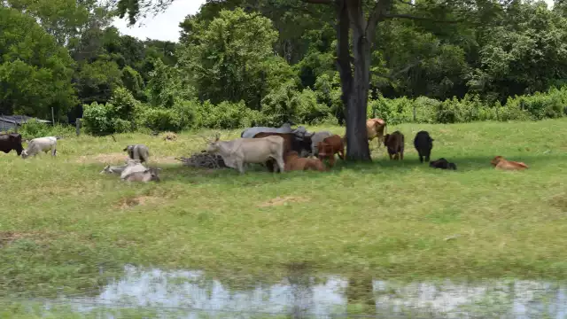 Los animales son trasladados a otros terrenos debido a la escasez por falta de lluvia