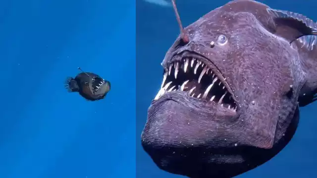 El pez diablo negro habita entre los 200 y 2,000 metros de profundidad, en completa oscuridad