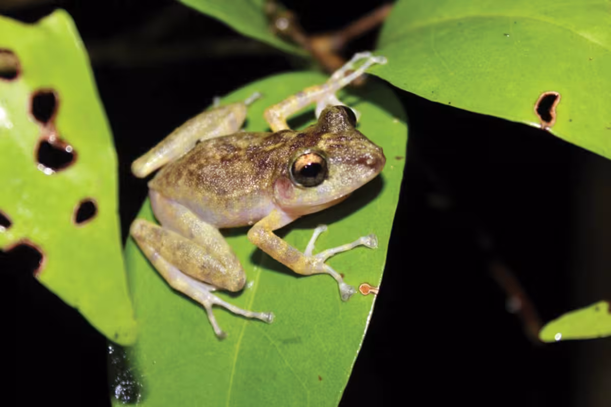 Día Mundial de los Anfibios: Esta es la especie de rana más amenazada ...