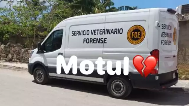 La asociación civil presentó la denuncia correspondiente ante la Fiscalía General del Estado de Yucatán