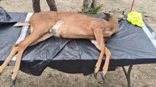 Venados cola blanca habitan manglares y zonas cercanas al Estero Pargo, en el corredor entre Ciudad del Carmen y Puerto Real