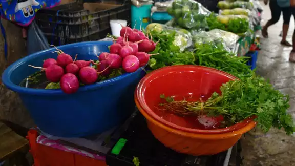 La bolsa de cilantro se vende en 10 pesos La bolsa de cilantro se vende en 10 pesos