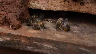 Seguirá la muerte masiva de abejas en Hopelchén; urgen medidas  para protegerlas