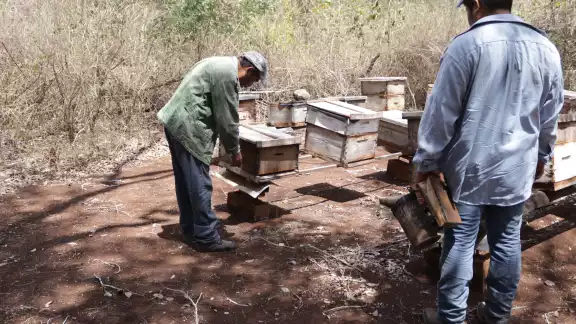 Apicultores y pueblos mayas de Hopelchén lograron un amparo definitivo para proteger las abejas Apicultores y pueblos mayas de Hopelchén lograron un amparo definitivo para proteger las abejas
