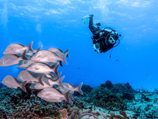 Las zonas en reposo son: Palancar Cuevas, Palancar Ladrillos, Colombia Somero, Colombia Intermedio y Colombia Profundo