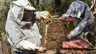  En "jaque" producción de miel en Campeche: enfrenta su etapa más crítica por clima extremo   
