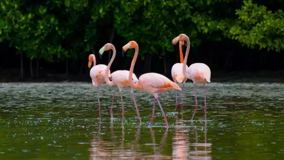 El flamenco americano es una de las especies emblemáticas y más populares del estado de Yucatán El flamenco americano es una de las especies emblemáticas y más populares del estado de Yucatán