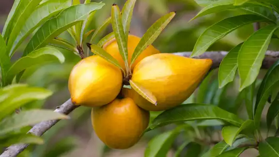 Pouteria campechiana, conocida como zapote amarillo o mamey de Campeche, es una planta frutal nativa con profundo arraigo en la cultura maya.