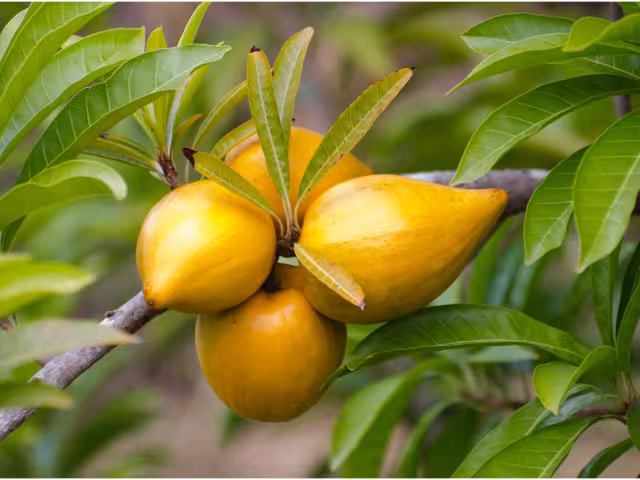 Pouteria campechiana, conocida como zapote amarillo o mamey de Campeche, es una planta frutal nativa con profundo arraigo en la cultura maya.