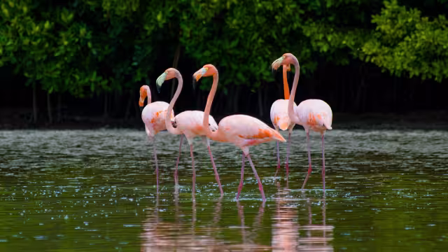 El flamenco americano es una de las especies emblemáticas y más populares del estado de Yucatán