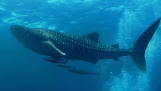 Septiembre marca el fin de la temporada de avistamiento del tiburón ballena en Yucatán