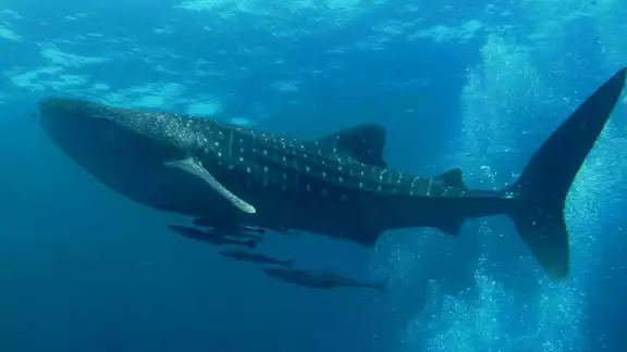 Septiembre marca el fin de la temporada de avistamiento del tiburón ballena