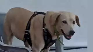 Cinco ayuntamientos de Quintana Roo incumplen lista de crematorios para mascotas