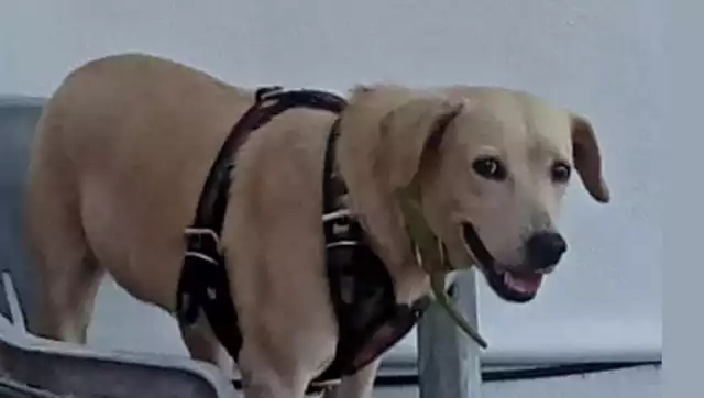 Persisten irregularidades: municipios no reportan funerarias para mascotas