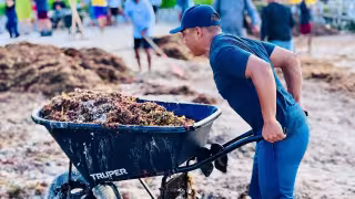 Recale atípico en Isla Mujeres: Retiran más de 150 toneladas de sargazo de las playas