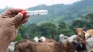 La principal problemática es en Candelaria, donde se confirmó el primer caso de miasis.