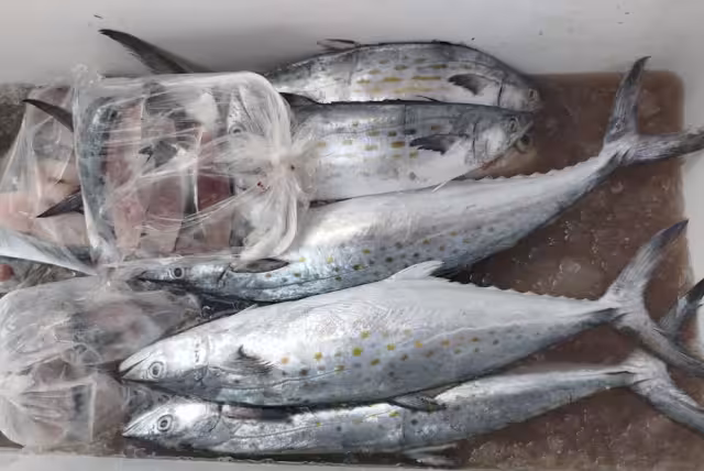 La producción pesquera ha ido de acuerdo con las cifras esperadas debido a que en enero y febrero el producto es accesible, lo cual lleva a su abaratamiento