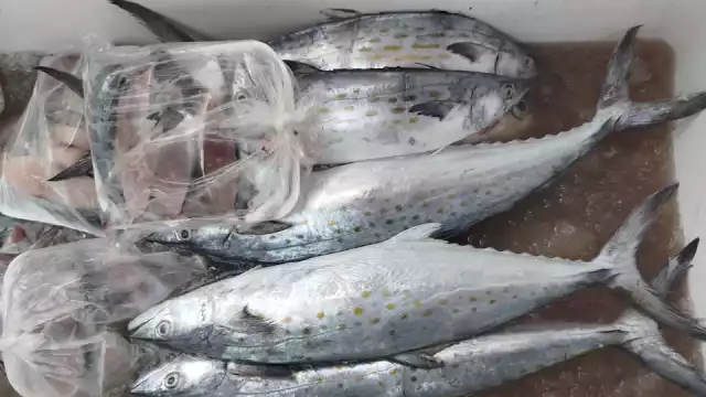 La producción pesquera ha ido de acuerdo con las cifras esperadas debido a que en enero y febrero el producto es accesible, lo cual lleva a su abaratamiento