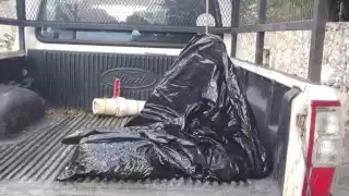 Suman cinco perros hallados sin vida en Hunucmá en una semana