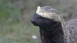 Grisón, la especie poco conocida que habita en la Reserva Cuxtal de Mérida