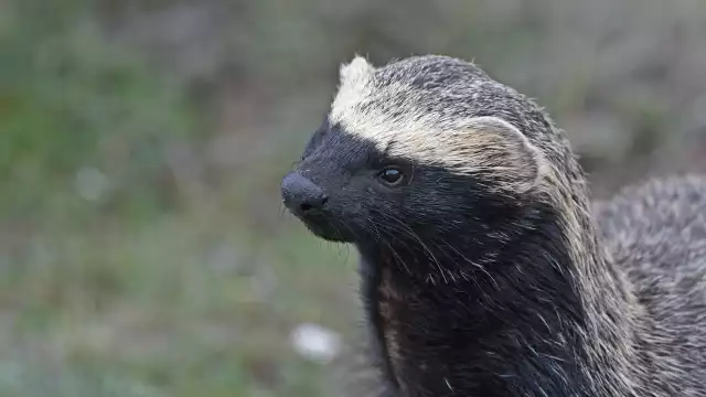 El grisón es un integrante de la familia de los mustélidos