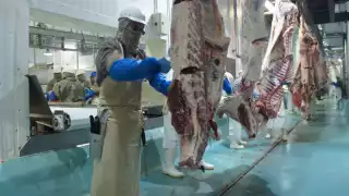  Ganaderos de Campeche temen colapso y pérdidas millonarias por Gusano Barrenador    