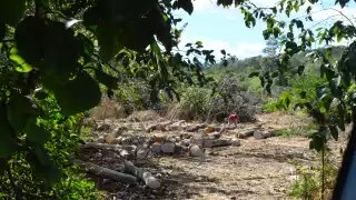 Campeche enfrenta ola de deforestación; más de 3 mil hectáreas afectadas al año