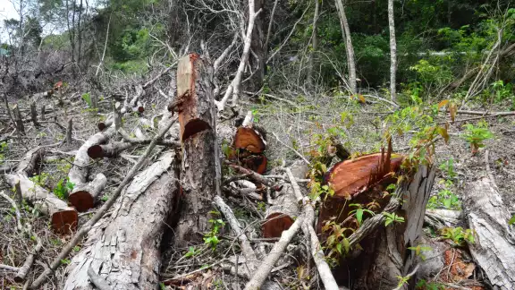 Dicha comunidad incurrió en la afectación de la zona forestal, al ampliar sus cultivos; recientemente fueron puestos a disposición de la Profepa