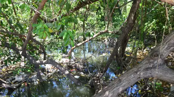 Existe un convenio con alemanes para identificar a través de la bioacústica, la biodiversidad que existe en los mangles. Existe un convenio con alemanes para identificar a través de la bioacústica, la biodiversidad que existe en los mangles.